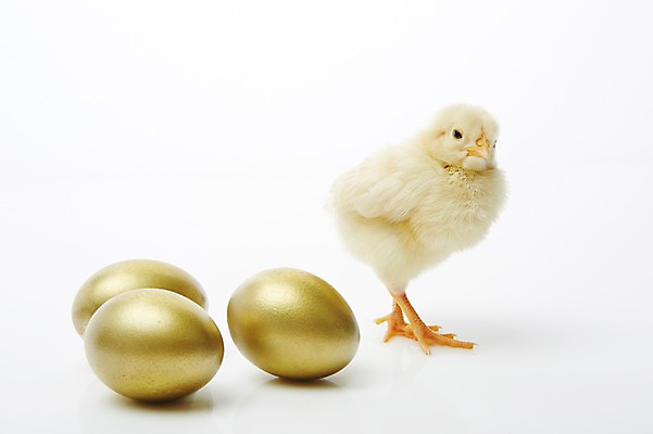 포토 JPG 스튜디오촬영 동물 한마리 조류 실내 병아리 사람없음 노란색 귀여움 계란 알 황금알 반려 국내포토 1 컬러 컨셉 내부 파일형식