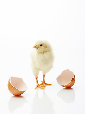 포토 JPG 스튜디오촬영 동물 한마리 조류 실내 병아리 사람없음 노란색 귀여움 계란 알 손상 부화 반려 국내포토 1 컬러 컨셉 내부 파일형식