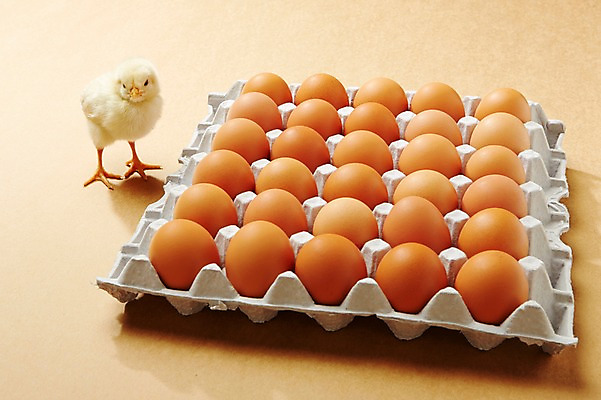 포토 JPG 스튜디오촬영 동물 한마리 식재료 조류 실내 병아리 사람없음 노란색 귀여움 계란 알 판 반려 한판 국내포토 1 컬러 컨셉 내부 파일형식