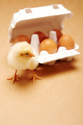 포토 JPG 스튜디오촬영 동물 한마리 식재료 조류 실내 병아리 근접촬영 사람없음 아웃포커스 노란색 귀여움 계란 알 판 반려 국내포토 1 뷰포인트 컬러 컨셉 촬영기법 내부 파일형식