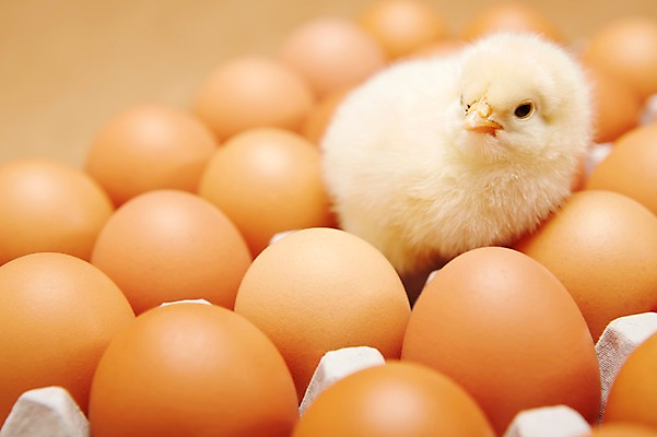 포토 JPG 스튜디오촬영 동물 한마리 식재료 조류 실내 병아리 근접촬영 사람없음 아웃포커스 노란색 귀여움 계란 알 판 반려 국내포토 1 뷰포인트 컬러 컨셉 촬영기법 내부 파일형식