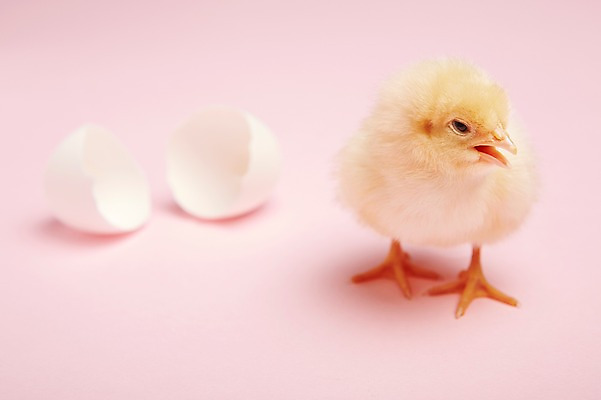 포토 JPG 스튜디오촬영 동물 한마리 조류 실내 병아리 근접촬영 사람없음 아웃포커스 노란색 귀여움 계란 알 손상 부화 반려 국내포토 1 뷰포인트 컬러 컨셉 촬영기법 내부 파일형식