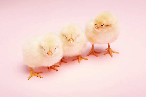 포토 JPG 스튜디오촬영 동물 조류 실내 병아리 세마리 사람없음 노란색 귀여움 반려 국내포토 컬러 컨셉 3 내부 파일형식