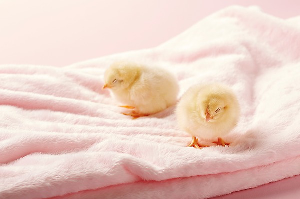 포토 JPG 스튜디오촬영 동물 두마리 조류 실내 병아리 사람없음 아웃포커스 수건 햇빛 반사 노란색 귀여움 졸음 반려 국내포토 감정 컬러 컨셉 2 촬영기법 내부 위생용품 태양 파일형식