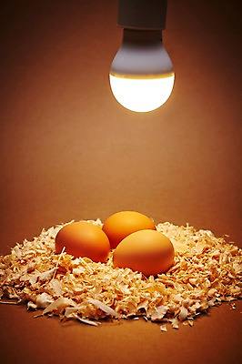 포토 JPG 스튜디오촬영 전구 조명 실내 사람없음 귀여움 계란 알 톱밥 국내포토 컨셉 내부 가루 파일형식