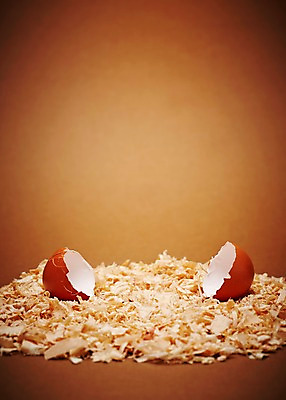 포토 JPG 스튜디오촬영 실내 사람없음 아웃포커스 귀여움 계란 알 손상 부화 톱밥 국내포토 컨셉 촬영기법 내부 가루 파일형식