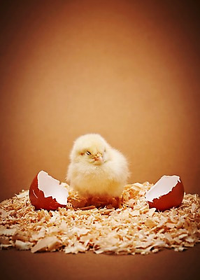 포토 JPG 스튜디오촬영 동물 한마리 조류 실내 병아리 사람없음 아웃포커스 노란색 귀여움 계란 알 손상 부화 반려 톱밥 국내포토 1 컬러 컨셉 촬영기법 내부 가루 파일형식