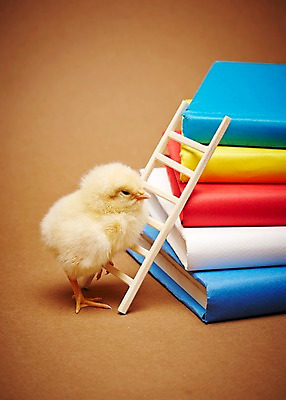 포토 JPG 스튜디오촬영 동물 한마리 사다리 조류 실내 병아리 사람없음 책 노란색 쌓기 귀여움 반려 국내포토 1 컬러 컨셉 모션 내부 도구 파일형식