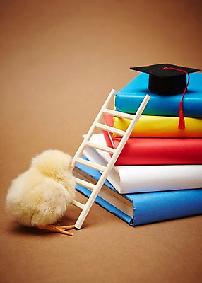 포토 JPG 스튜디오촬영 동물 모자 한마리 교육 학사모 졸업 사다리 조류 실내 병아리 사람없음 책 노란색 쌓기 귀여움 반려 국내포토 모자_잡화 1 잡화 컬러 컨셉 모션 내부 도구 파일형식