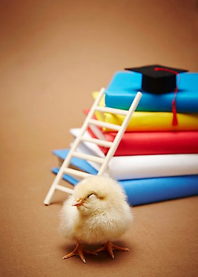 포토 JPG 스튜디오촬영 동물 모자 한마리 교육 학사모 졸업 사다리 조류 실내 병아리 사람없음 아웃포커스 책 노란색 쌓기 귀여움 반려 국내포토 모자_잡화 1 잡화 컬러 컨셉 모션 촬영기법 내부 도구 파일형식