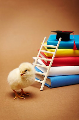 포토 JPG 스튜디오촬영 동물 모자 한마리 교육 학사모 졸업 사다리 조류 실내 병아리 사람없음 아웃포커스 책 노란색 쌓기 귀여움 반려 국내포토 모자_잡화 1 잡화 컬러 컨셉 모션 촬영기법 내부 도구 파일형식
