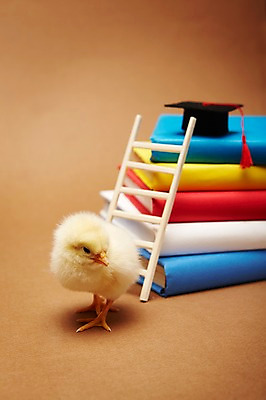 포토 JPG 스튜디오촬영 동물 모자 한마리 교육 학사모 졸업 사다리 조류 실내 병아리 사람없음 책 노란색 쌓기 귀여움 반려 국내포토 모자_잡화 1 잡화 컬러 컨셉 모션 내부 도구 파일형식