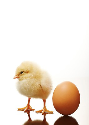 포토 JPG 스튜디오촬영 동물 한마리 조류 실내 병아리 사람없음 반사 노란색 귀여움 계란 알 반려 국내포토 1 컬러 컨셉 내부 파일형식