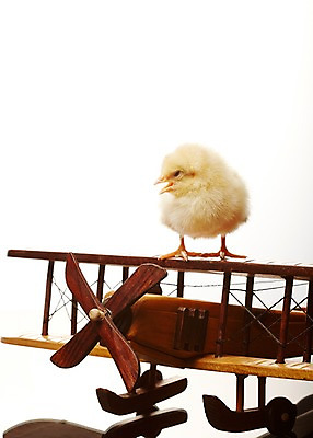 포토 JPG 스튜디오촬영 동물 한마리 조류 비행기 실내 병아리 사람없음 장난감 노란색 모형 귀여움 반려 국내포토 1 컬러 컨셉 항공교통 대중교통 내부 파일형식