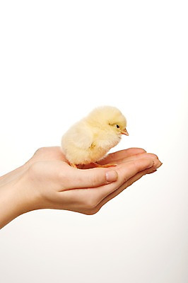 포토 JPG 스튜디오촬영 동물 한마리 손 조류 실내 병아리 한명 신체부위 노란색 귀여움 양손 반려 국내포토 1 컬러 컨셉 사람 내부 파일형식