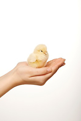 포토 JPG 스튜디오촬영 동물 한마리 손 조류 실내 병아리 한명 신체부위 노란색 귀여움 양손 반려 국내포토 1 컬러 컨셉 사람 내부 파일형식