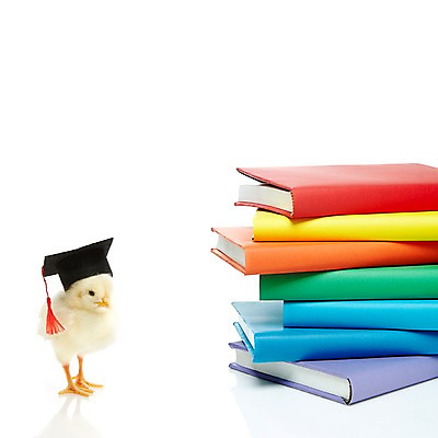 포토 JPG 스튜디오촬영 동물 모자 한마리 교육 학사모 졸업 조류 실내 병아리 사람없음 책 노란색 쌓기 귀여움 반려 국내포토 모자_잡화 1 잡화 컬러 컨셉 모션 내부 파일형식