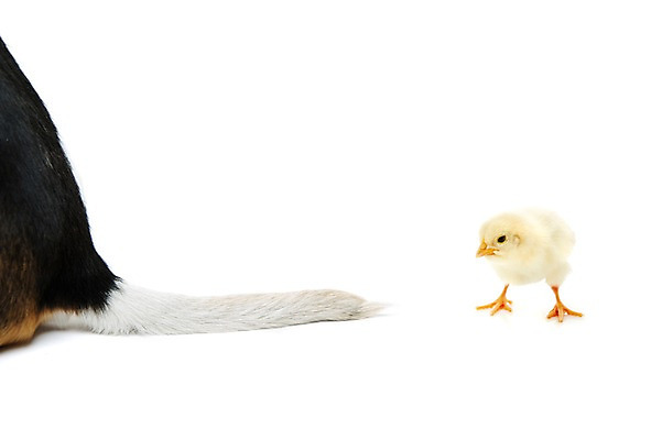 포토 JPG 스튜디오촬영 동물 두마리 조류 실내 병아리 사람없음 반려동물 노란색 귀여움 개 강아지 꼬리 반려 국내포토 컬러 컨셉 2 포유류 내부 파일형식