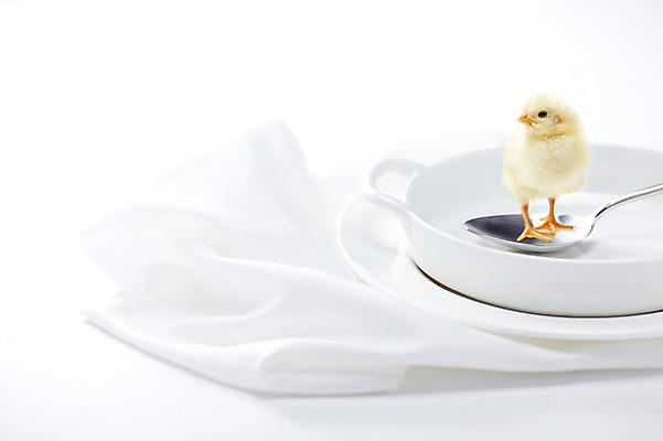 포토 JPG 스튜디오촬영 동물 한마리 그릇 식기 접시 조류 실내 병아리 사람없음 아웃포커스 노란색 귀여움 숟가락 반려 국내포토 1 컬러 컨셉 촬영기법 수저 내부 파일형식