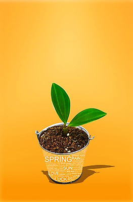 PSD 식물 편집 편집이미지 배너 계절 화분 컬러 백그라운드 프레임 따뜻함 풍경 사람없음 초록색 새싹 주황색 봄 풀 알림 이미지편집 파일형식