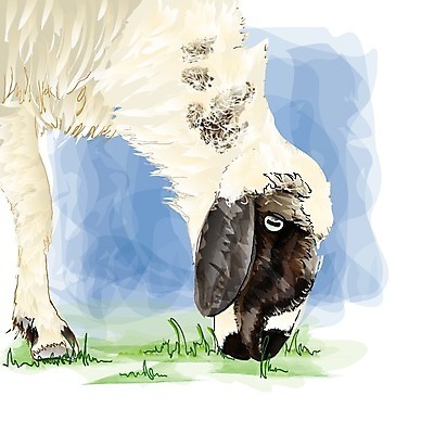 EPS 해외이미지 동물 디자인 실루엣 일러스트 포장 자연 수채화 육류 미술 그래픽 파란색 세트 컬러풀 농장 검은색 흰색 양 만화 스케치 심볼 그림 양고기 램 해외202004 해외일러스트 컬러 농업 식재료 포유류 문화예술 촬영기법 생태계 파일형식 벡터 이미지허브