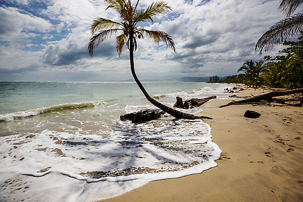 포토 JPG 해외이미지 나무 구름 공원 모래 파도 바다 여행 자연 하늘 휴가 파노라마 손바닥 풍경 사람없음 야외 물 여름 파란색 일출 맑음 미국 침묵 일몰 만 남아메리카 중앙아메리카 태평양 전국 코스타리카 파라다이스 해외202004 해외포토 자연요소 식물 손 계절 공공시설 컬러 북아메리카 날씨 촬영기법 아메리카 노을 소리 생태계 파일형식 이미지허브