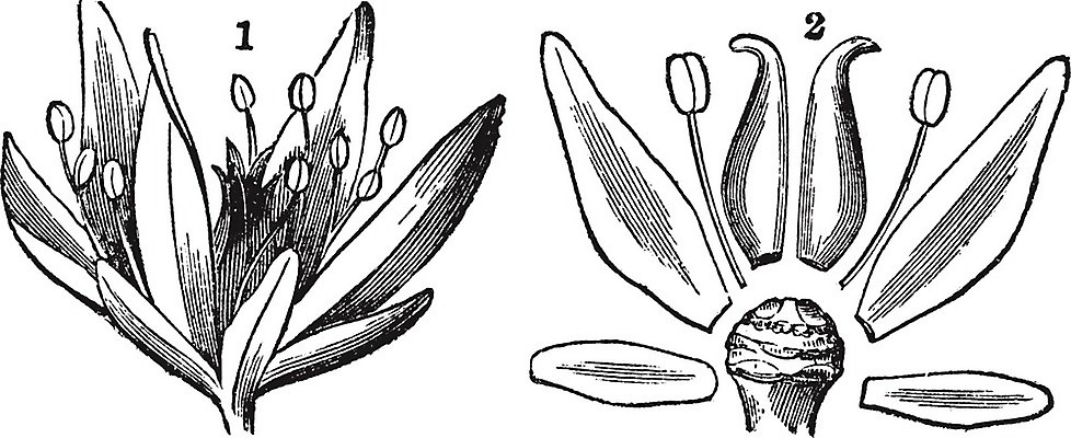 EPS 해외이미지 식물 꽃잎 꽃 꽃무늬 일러스트 미술 검은색 수확 골동품 흰색 개화 그림 생물학 판화 옛날 필라멘트 스타일 해외202004 해외일러스트 교육 컬러 무늬 농업 문화예술 파일형식 벡터 이미지허브