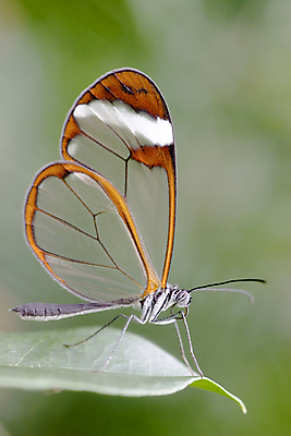 포토 JPG 해외이미지 식물 야생동물 포즈 나비 곤충 잎 날개 자연 유리 날리기 요정 따뜻함 안테나 사람없음 초록색 컬러풀 갈색 평화 봄 흰색 투명 우아함 묘사 일시정지 내추럴 강렬 취급주의 혼자 해외202004 해외포토 동물 계절 컬러 컨셉 통신 모션 재질 경고 생태계 파일형식 이미지허브