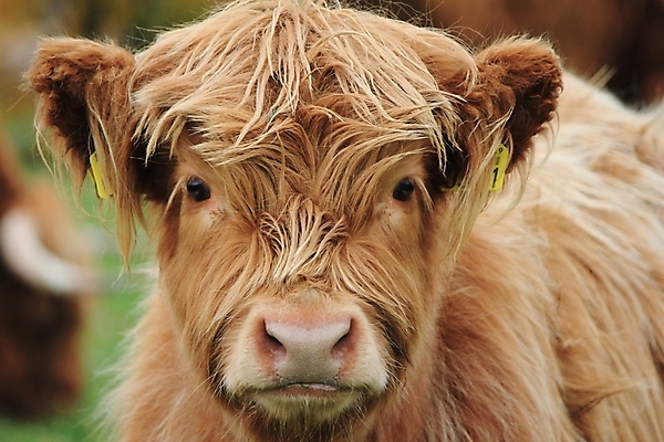 포토 JPG 해외이미지 동물 백그라운드 농업 포유류 자연 휴식 산 풍경 사람없음 초록색 컬러풀 농장 농경지 평화 환경 소고기 우유 수확 시골 아기 소 농부 귀 장면 산악지대 밭일 생태학 스코틀랜드 해외202004 해외포토 직업 교육 산업 컬러 컨셉 영국 유제품 육류 사람 신체부위 생태계 파일형식 이미지허브