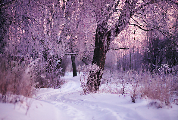 포토 JPG 해외이미지 나무 유럽 도로 분홍색 겨울 밭 하늘 아침 사람없음 목재 빨간색 울타리 마을 정원 새벽 추위 흰색 나뭇가지 숲 서리 1월 벨로루시 해외202004 해외포토 주간 자연요소 식물 계절 나라 길 컬러 농업 재료 교통시설 담장 날짜 파일형식 이미지허브