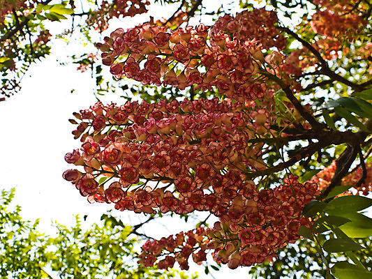 포토 JPG 해외이미지 식물 디자인 계절 공원 꽃 분홍색 꽃다발 백그라운드 컨셉 잎 꽃무늬 밭 자연 벽지 발렌타인데이 사람없음 야외 장식 초록색 컬러풀 정원 봄 벚꽃 신선 닫기 다발 내추럴 스타일 해외202004 해외포토 공공시설 컬러 무늬 농업 모션 데이이벤트 생태계 파일형식 이미지허브