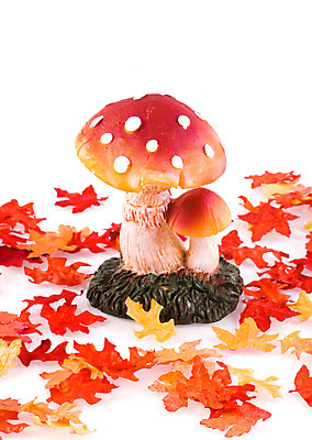 포토 JPG 해외이미지 계절 백그라운드 잎 자연 사람없음 컬러풀 버섯 가을 흰색 해외202004 해외포토 식물 컬러 생태계 파일형식 이미지허브