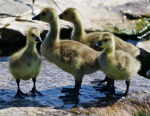 포토 JPG 해외이미지 동물 응시 야생동물 백그라운드 캐나다 가족 조류 함께함 병아리 서기 사람없음 초록색 갈색 노란색 검은색 놀람 회색 4 그룹 기다림 먹기 심볼 그림 시력 암초 거위 바둑 고립 전국 해외202004 해외포토 시선 감정 컬러 컨셉 북아메리카 관계 모션 놀이 표정 숫자 파일형식 이미지허브