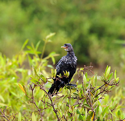 포토 JPG 해외이미지 야생동물 여행 아프리카 청소년 자연 조류 휴가 사람없음 빨간색 해외202004 해외포토 동물 나라 컬러 사람 생태계 파일형식 이미지허브