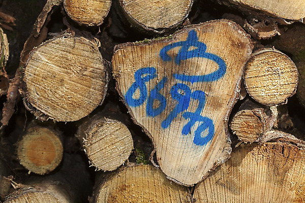 포토 JPG 해외이미지 나무 유럽 표시 독일 사람없음 목재 숲 흔적 사인 통나무 서명 해외202004 해외포토 식물 나라 재료 파일형식 이미지허브