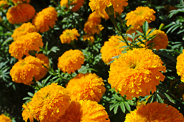 포토 JPG 해외이미지 식물 계절 꽃잎 꽃 행복 백그라운드 잎 꽃무늬 밭 오렌지 자연 벽지 씨앗 사람없음 장식 초록색 태양 농장 노란색 정원 봄 활발 성장 벚꽃 신선 그룹 황금 땅 질감 내추럴 땅바닥 생태학 많음 해외202004 해외포토 자연요소 교육 감정 컬러 컨셉 무늬 농업 과일 바닥 생태계 파일형식 이미지허브