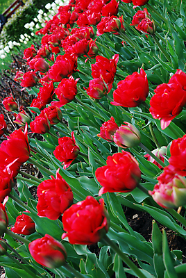 포토 JPG 해외이미지 식물 계절 꽃잎 꽃 줄기 잎 꽃무늬 밭 자연 잔디 사람없음 야외 초록색 정원 봄 활발 튤립 벚꽃 개화 그룹 원예 해외202004 해외포토 컬러 컨셉 무늬 농업 취미 생태계 파일형식 이미지허브
