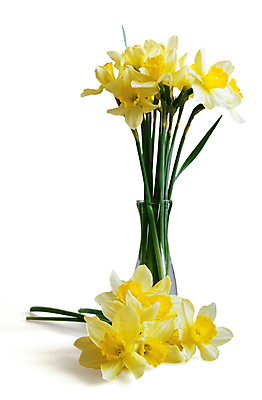 포토 JPG 해외이미지 식물 계절 꽃잎 꽃 줄기 꽃다발 백그라운드 잎 오렌지 결혼식 휴가 휴식 부활절 발렌타인데이 사랑 사람없음 세로 초록색 노란색 머리 우주 정원 꽃병 봄 활발 벚꽃 흰색 닫기 다발 배열 향기 부드러움 수선화 내추럴 고립 해외202004 해외포토 기념일 감정 컬러 결혼 컨셉 과일 모션 데이이벤트 신체부위 감각 냄새 파일형식 이미지허브