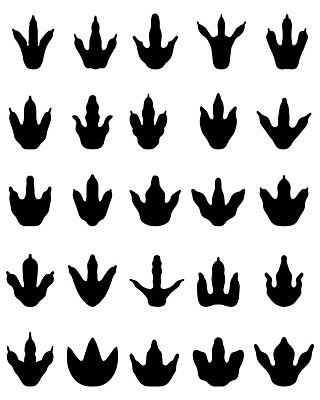 EPS 해외이미지 모양 동물 모델 디자인 실루엣 야생동물 백그라운드 컨셉 일러스트 파충류 생물 그래픽 라벨 위험 큼 공격 발자국 만화 자르기 사인 공룡 육식동물 사냥꾼 멸종 선사시대 우표 고립 공격적 몬스터 쥬라기 해외202004 해외일러스트 직업 자국 모션 프레임 촬영기법 역사 크기 파일형식 벡터 이미지허브