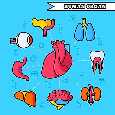 EPS 해외이미지 과학 신체 일러스트 해부 건강 사람없음 내부 빨간색 의사 하트 신장 호흡기관 치아 심볼 뇌 그림 생물학 순환 간 시스템 동맥 정맥 방광 췌장 돌봄 엘리먼트 지라 해외202004 해외일러스트 모양 교육 컬러 의학 모션 의료진 소화기관 비뇨기관 장기 혈관 파일형식 벡터 이미지허브