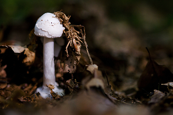 포토 JPG 해외이미지 유럽 천사 사람없음 버섯 흰색 독약 먹기 독버섯 해외202004 해외포토 나라 컬러 모션 파일형식 이미지허브