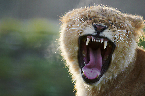 포토 JPG 해외이미지 응시 야생동물 포유류 아프리카 앉기 사람없음 고양이 오픈 입 치아 사자 혀 사파리 육식동물 하품 송곳니 해외202004 해외포토 동물 시선 나라 모션 신체부위 반려동물 소화기관 생리현상 파일형식 이미지허브