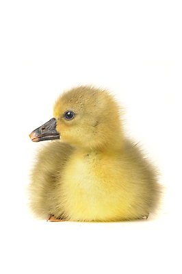 포토 JPG 해외이미지 동물 1 어린이 백그라운드 농업 가족 조류 휴가 부활절 새로움 오리 함께함 병아리 사랑 사람없음 반려동물 노란색 수영 치킨 놀람 봄 꿈 흰색 시골 아기 신생아 뜨거움 달콤 보호 작음 깃털 만족 부리 부드러움 거위 고립 돌봄 밭일 흥미 해외202004 해외포토 계절 기념일 감정 산업 컬러 컨셉 관계 모션 표정 사람 수상스포츠 감각 맛 크기 닭고기요리 파일형식 이미지허브