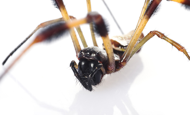 포토 JPG 해외이미지 스튜디오촬영 동물 한마리 야생동물 백그라운드 자연 그림자 사람없음 빨간색 반사 노란색 검은색 흰색 실크 모피 흰배경 거미 고립 해외202004 해외포토 1 컬러 곤충 실내 직물 생태계 파일형식 이미지허브