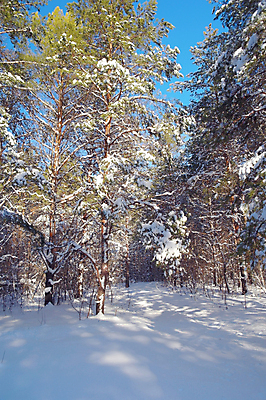 포토 JPG 해외이미지 나무 식물 계절 길 여행 크리스마스 겨울 동화 그림자 풍경 사람없음 야외 목재 빛 햇빛 얼음 추위 흰색 소나무 숲 눈보라 내추럴 폭설 눈내림 해외202004 해외포토 자연요소 기념일 컬러 재료 눈_날씨 태양 자연재해 파일형식 이미지허브