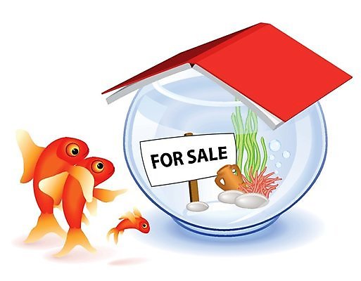 EPS 해외이미지 동물 컨셉 일러스트 가족 새로움 주택 어류 책 빨간색 물 파란색 세일 유머 재산 황금 구매 만화 어항 금붕어 수족관 대출 렌탈 해외202004 해외일러스트 자연요소 감정 컬러 관계 건물 금융 쇼핑 수중동물 파일형식 벡터 이미지허브