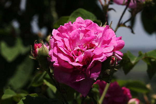 포토 JPG 해외이미지 꽃 백그라운드 농업 자연 사람없음 빨간색 초록색 컬러풀 장미 정원 봄 소프트포커스 해외202004 해외포토 식물 계절 산업 컬러 촬영기법 생태계 파일형식 이미지허브
