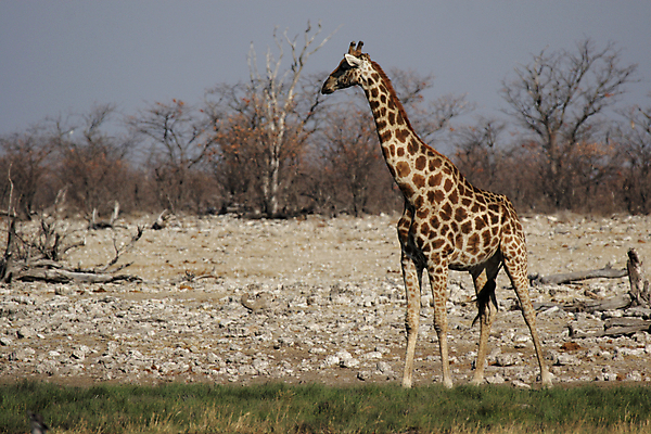 포토 JPG 해외이미지 동물 야생동물 포유류 아프리카 자연 하늘 건조 털 사람없음 물 점 큼 기린 사파리 목 나미비아 스텝 해외202004 해외포토 자연요소 나라 신체부위 크기 생태계 남아프리카 파일형식 이미지허브