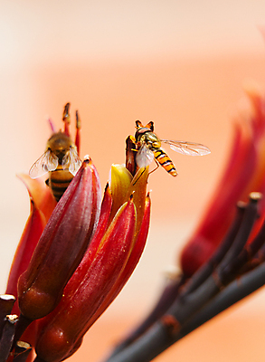 포토 JPG 해외이미지 식물 동물 꽃 곤충 자연 사람없음 야외 정원 수분 꽃가루 동물상 해외202004 해외포토 조형물 가루 생태계 파일형식 이미지허브