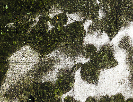 포토 JPG 해외이미지 나무 식물 공원 줄기 여행 백그라운드 잎 패턴 밭 자연 추상 독일 그림자 풍경 사람없음 목재 초록색 여름 빛 태양 갈색 환경 봄 활발 가을 신선 숲 심볼 묘사 질감 장면 내추럴 고립 해외202004 해외포토 자연요소 계절 공공시설 유럽 컬러 컨셉 무늬 농업 재료 생태계 파일형식 이미지허브